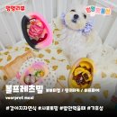 볼프레츠밀(voorpret meal) 네이버블로그