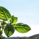 천연염색과 바느질 이미지