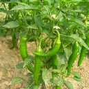 아주까리농장 이미지