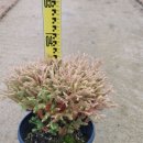 초정농장 이미지