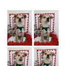 까까보개 이미지