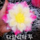 다알리 이미지