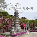 29 | 공주 금강사 지금가도 될까? 직접 본 4월 29일 꽃 개화상태 후기