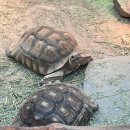 초지운동장 | 아이와 강화도 여행 동물원 프렌쥬 먹이주기 체험 후기