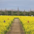 낙동강관리본부 대저생태공원 7 이미지