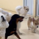 멍삼이네 이미지