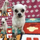 화신로-6 이미지