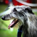 애견백과 - 스코티시 디어하운드 (Scottish Deerhound) 이미지