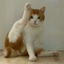 호랑이타바코 이미지