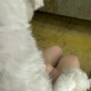 미음펫푸드 이미지