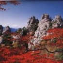 단풍