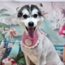 꿈꾸는 강아지 이미지