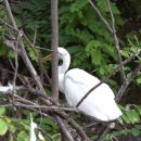 백로서식지 이미지