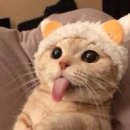 하누 Daum카페