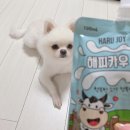 해피카우 | 강아지우유 여름 수분공급 해피카우 펫밀크 후기