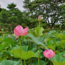 무궁화농원 이미지