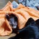 콩이묘묘 이미지