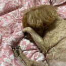 애견깍새 | 20.04.13 - 20 / 4월 셋째주, 일상, 보리 미용, 첫 투표, 주군기 마라소스, 마라탕 만들기, 주말 알바...