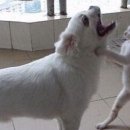 못말리는 고양이 이미지