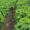 민등농장 이미지