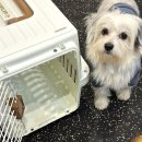 명품켄넬 이미지