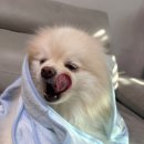 신영골프 | 산리오 시나모롤 극세사 애견 목욕 펫타올 2종 후기