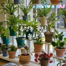 회천중 | [리뷰] 옥정꽃집 솔산 후기