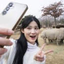 사파리