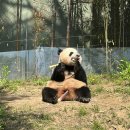 에버마켓 | 에버랜드 캐스트 판다월드 알바 후기, 사진 대방출