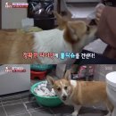 아리2 이미지