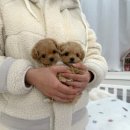 부산강아지분양 앨리펫 | 말티푸 비숑 푸들 꼬숑 분양해요(Feat.부산, 거제, 진주)