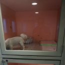 보람밀크 네이버블로그