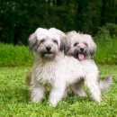 웃는강아지 이미지