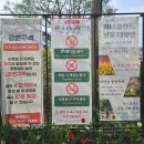 (주)세도 | 아산 피나클랜드 봄꽃 상황 실시간 후기 (튤립 개화율, 봄꽃 개화율, 적당한 방문시기 추천)