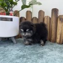 앙쥬펫 강아지분양 은평구점 | 강아지분양 은평구의 작은 기적, 앙쥬펫