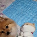 잘다녀오시개 이미지