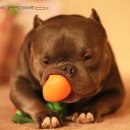 대한켄넬 이미지