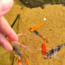 엔젤아쿠아펫가든 이미지