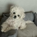 토비네 살롱 이미지