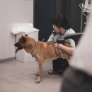 더힐동물의료센터 이미지