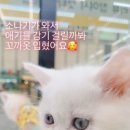 영캣 이미지