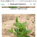 삼백초 재배 -귀농사모 이미지