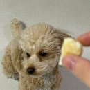 라임덴탈 | 강아지 오래먹는 간식 추천 펫크루 히말라야 야크츄