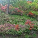 돌고개 휴 펜션 이미지