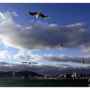 부산갈매기 이미지