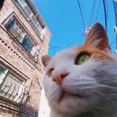 오늘의 강아지 이미지