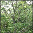 가래나무 열매-2015.5.17-2 이미지