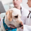 광주첨단YB동물병원 이미지