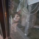 냥만미용실 이미지