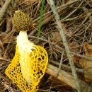 하얀버섯 이미지